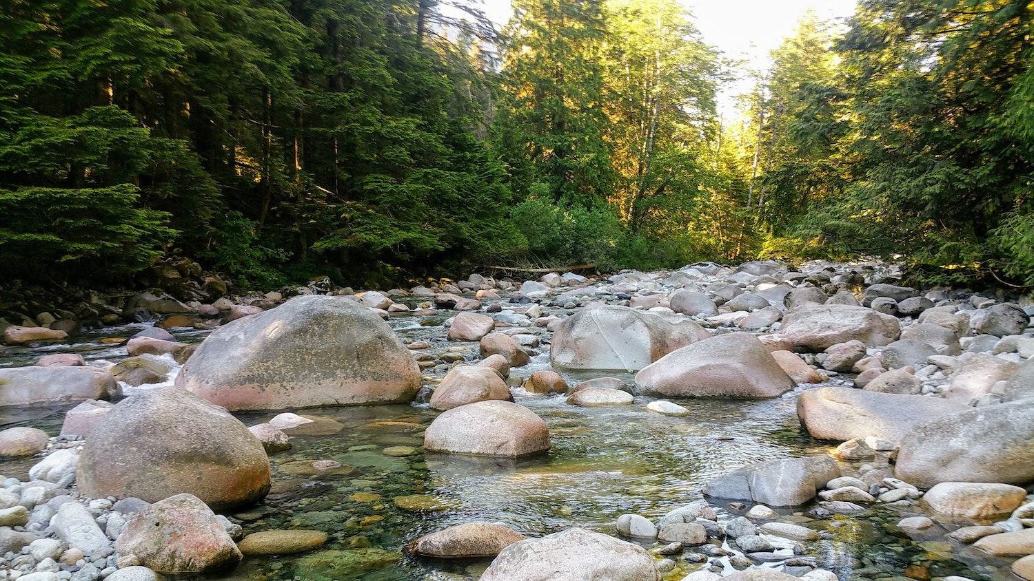 rohit-d-silva-E_kruwnG1KI-unsplash